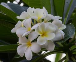 Yellow Throated White Plumeria Home Garden Darwin Northern Territory Australia Plumeria Northern Territory Home And Garden