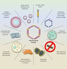 Who else had heart complications from covid vaccine?question (self.covidvaccinated). Frontiers Repurposing Ivermectin For Covid 19 Molecular Aspects And Therapeutic Possibilities Immunology