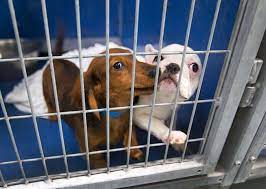 Our dream at vegas pet rescue project is to positively impact the las vegas homeless, abused and abandoned pets that overwhelm our shelter system by giving them a new lease on life. Animal Rescue Group Thrust Into Limelight Of Arson Puppies Case Las Vegas Sun Newspaper
