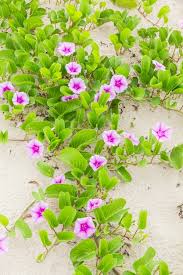 Image result for Ipomoea pes-caprae