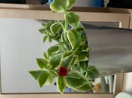 この花は何でしょうか 多肉植物のようです 花はもうちょっとパッと開くようです Yahoo 知恵袋