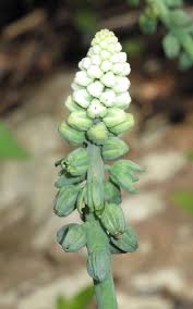 Image result for Schizocarphus nervosus