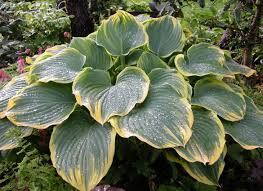 We suggest cutting them back to avoid slug and disease issues. Care Tips For Hostas Sheridan Nurseries