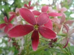 What flowers did princess diana carry in her wedding? Why You Should Send Flowers To Someone Updated Floral Vibrant