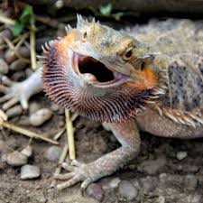All bearded dragon coloring page dragons click free picture yellow printable. Bearded Dragon Care 101 A Beginner S Guide Pethelpful