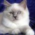 Colours of the Birman Cat - Sunny Queen