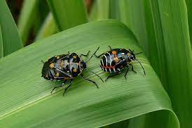 13 Natural Ways To Get Rid Of Harlequin Bugs (Murgantia Histrionica) - Dre  Campbell Farm