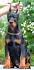 Doberman Pinscher Puppies for Sale - Next Day Pets