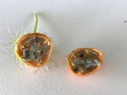 Bush Passion Fruit Facts And Health Benefits