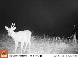 Oct 17, 2017 · yamasa tokei keiki co., ltd. Bushnell 14mp Trophy Cam Hd Aggressor No Glow Trail Camera Realtree Xtra Camo Pricepulse