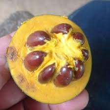 Image result for Pouteria altissima