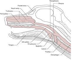 Respiratory System Veterian Key