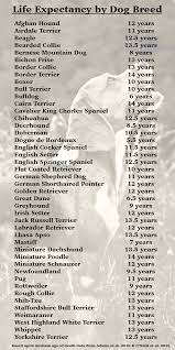 How Long Do Dogs Live A Complete Guide To Canine Lifespan