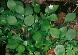 Image result for Montia