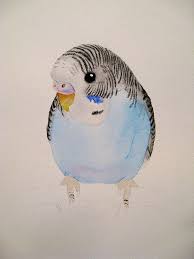 Watercolor Parakeets Photo Watercolor Parakeet Parakeet Art Bird Art