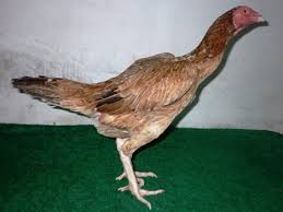 Cara membuat kandang ayam bangkok.jpg. 5 Contoh Kandang Ayam Birma Brooding Box Umbaran