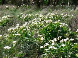 Image result for Carex aethiopica