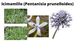 Image result for Pentanisia