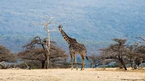 Tanzania′s biggest wildlife reserve under threat | Environment | All topics from climate change to conservation | DW | 24.05.2018