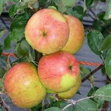 Arbutus or the strawberry tree is a small evergreen tree, which in ireland can grow to be a forest tree reaching heights of up to 15 metres. Winter Gem Apple Tree Gift Apple Tree Tree Gift Fruit Trees
