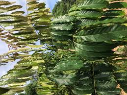 Image result for Sherbournia bignoniiflora