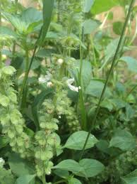 Image result for Ocimum americanum