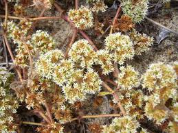 Image result for Cephalaria pungens