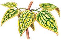 We did not find results for: Magnesium Deficiency In Clematis Garden Gate