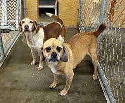 And please include the name of the pet you are wishing to adopt as the subject line. Adopt A Pet Petsmart Charities
