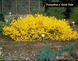 Come into green gardens nursery and work with our knowledgeable staff to find the perfect indoor plant for your home. Pin On Dad Mom Garden 7 2020