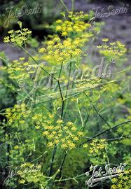 Image result for Foeniculum vulgare