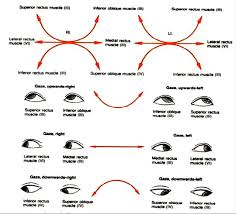 Cranial Nerve Examination Osteopathicthoughts