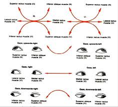 Cranial Nerve Examination Osteopathicthoughts