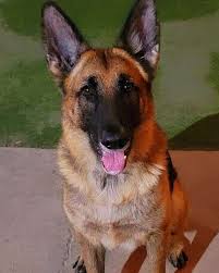 Hello i am looking for a german shepherd puppy or young youth. Dog For Adoption Lizzy A Shepherd In Phoenix Az Petfinder