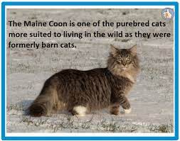 Can Domestic Cats Survive In The Wild Poc