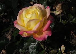 There are 47 orient express rose for sale on etsy, and they cost $41.49 on average. Pullmann Orient Express Zweifarbige Duftrose Gelb Rosa Bluten