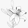 Lilies coloring page | free printable coloring pages. 1