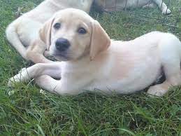 8 Week Old Lab Puppy Lab Puppy Fluffy Puppies Yellow Lab Puppy