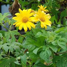 Image result for Tithonia rotundifolia
