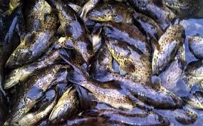 Cara Budidaya Ikan Kerapu Dalam Keramba Jaring Apung Bagi Pemula Faunadanflora Com