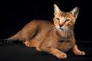 Chausie Cat Breed Profile | Petfinder