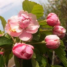 Malus baccata is an asian species of apple known by the common names siberian crab apple, siberian crab, manchurian crab apple and chinese crab apple. Malus Ioensis Klehm S Improved Bechtel From Nvk Nurseries