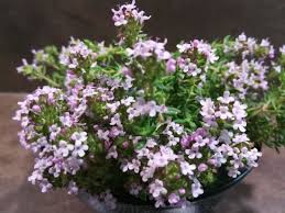 Beurre De Fleurs De Thym Fleur De Romarin Beurre Thym