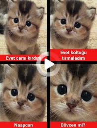 Turkce Caps Turkish Funny Cute 2020 Komik Komik Resimler Komik Seyler