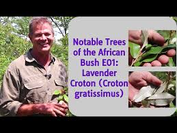 Image result for Croton gratissimus