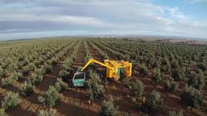 L Oleiculture A Guelma Hausse De 315 De La Recolte D Olives Durant La Saison 2015 2016 Algerie Eco