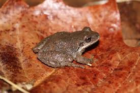 The natural habitats of p. Mountain Chorus Frog Amphibians And Reptiles Of West Virginia Inaturalist