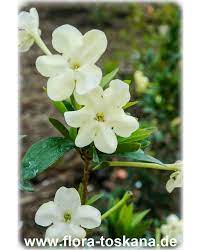 Varieties 2 (2 in the flora): Brunfelsia Americana Lady Of The Night Flora Toskana