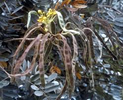 Image result for Cassia agnes