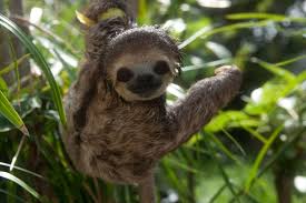 She Releases Them Back Into The Wild Within A Couple Of Days Unless They Are Injured And Need Further Care Cute Baby Sloths Sloth Cute Sloth